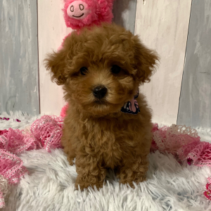 Maltipoo Puppy Sheba
