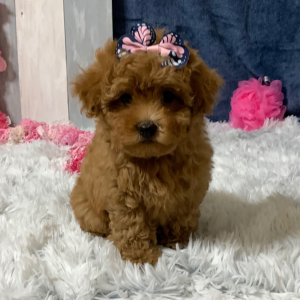 Maltipoo Puppy Sheba