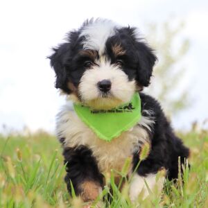 Bernedoodle Puppy Indie