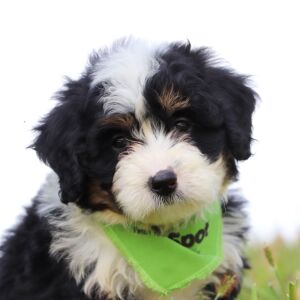 Bernedoodle Puppy Indie