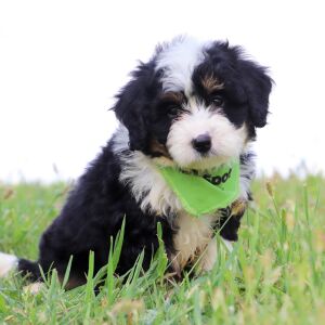 Bernedoodle Puppy Indie