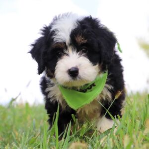 Bernedoodle Puppy Indie