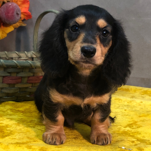 Dachshund Puppy Jack