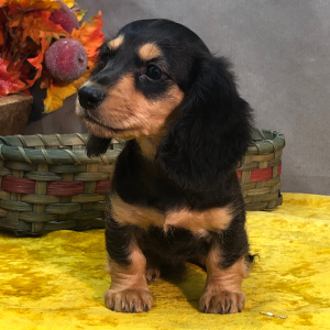 Dachshund Puppy Jack