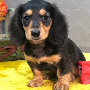 Dachshund Puppy Jack