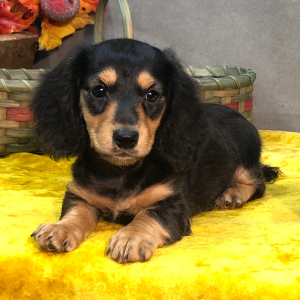 Dachshund Puppy Jack