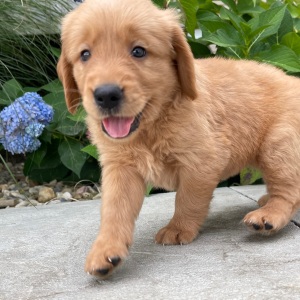 Golden Retriever Puppy Holden