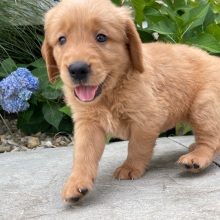 Golden Retriever Puppy Holden