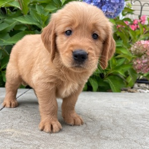 Golden Retriever Puppy Holden