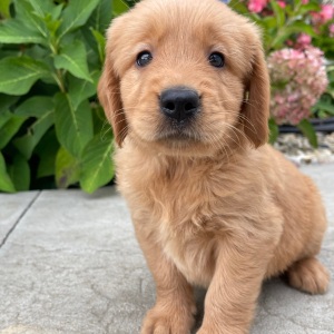 Golden Retriever Puppy Holden