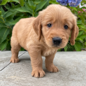 Golden Retriever Puppy Holden