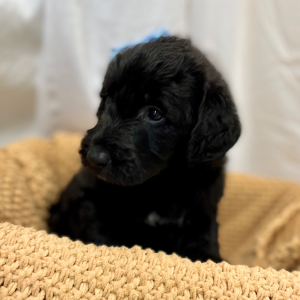 Labradoodle Puppy Monet
