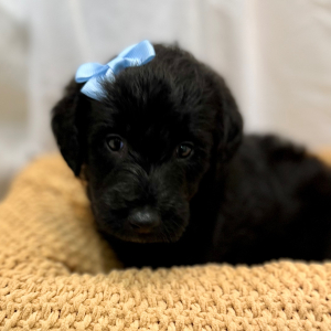 Labradoodle Puppy Monet