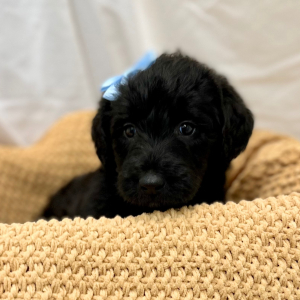 Labradoodle Puppy Monet