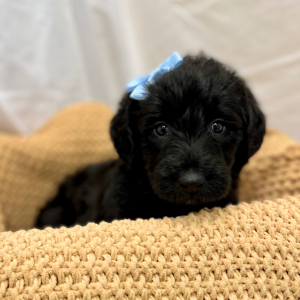 Labradoodle Puppy Monet