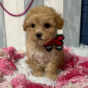 Maltipoo Puppy Abby