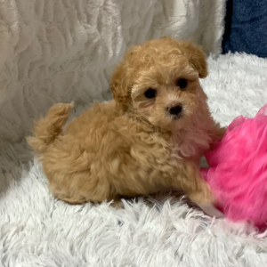 Maltipoo Puppy Abby