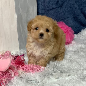 Maltipoo Puppy Abby