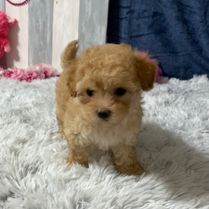 Maltipoo Puppy Abby