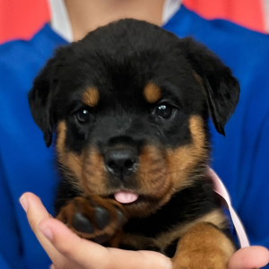 Rottweiler Puppy Carolina