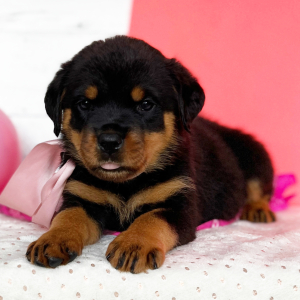 Rottweiler Puppy Carolina