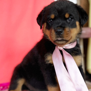 Rottweiler Puppy Carolina