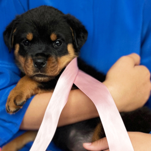 Rottweiler Puppy Carolina