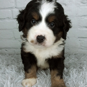 Bernedoodle Puppy Chip