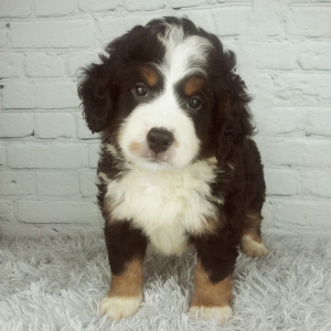 Bernedoodle Puppy Chip