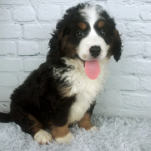Bernedoodle Puppy Chip