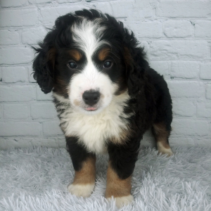 Bernedoodle Puppy Chip