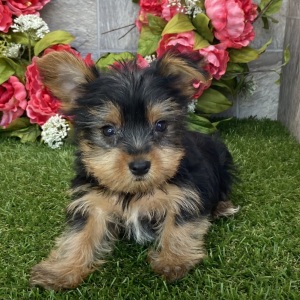 Yorkshire Terrier Puppy Elliot