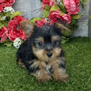 Yorkshire Terrier Puppy Elliot