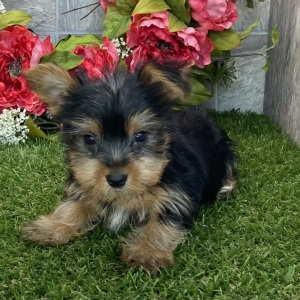 Yorkshire Terrier Puppy Elliot