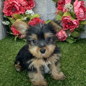 Yorkshire Terrier Puppy Elliot