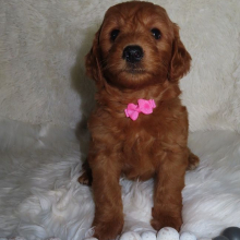 Goldendoodle Puppy Ranie
