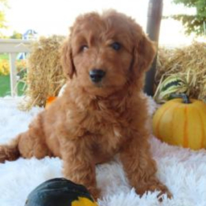 Goldendoodle Puppy Ranie