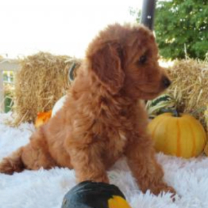 Goldendoodle Puppy Ranie