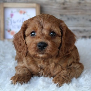 Cockapoo Puppy Carson