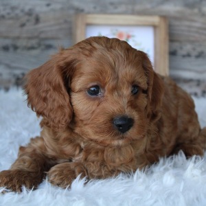 Cockapoo Puppy Carson