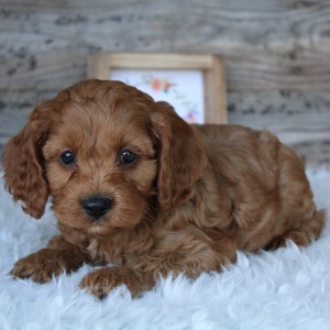 Cockapoo Puppy Carson