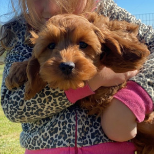 Cockapoo Puppy Carson