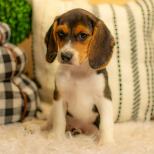 Beagle Puppy Cassie