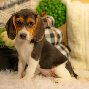 Beagle Puppy Cassie