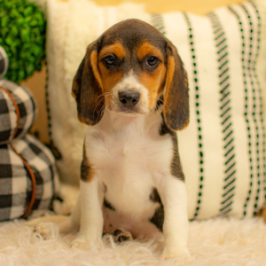 Beagle Puppy Cassie