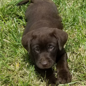 Labrador Retriever Puppy Rolo
