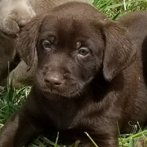 Labrador Retriever Puppy Rolo