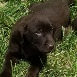 Labrador Retriever Puppy Rolo