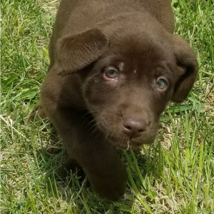 Labrador Retriever Puppy Rolo