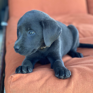 Labrador Retriever Puppy Bruno